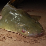 The fate of amputee sawfish
