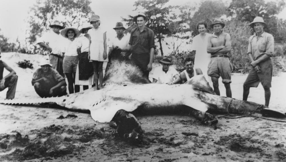 Sawfish – the forgotten sea monsters