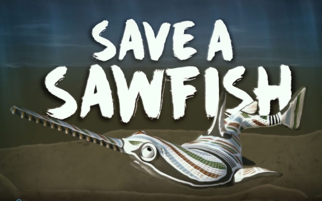 Release a sawfish video