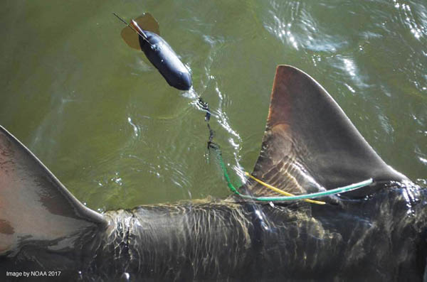 A rare insight into the habitat requirements of large Aussie sawfish