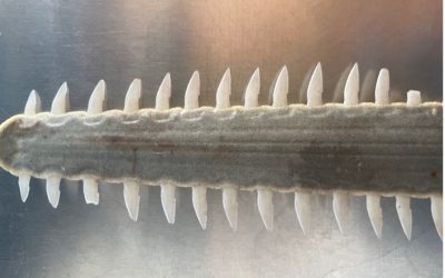 Dissection of a sawfish
