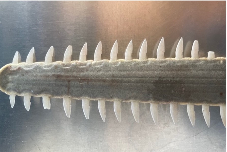 Dissection of a sawfish